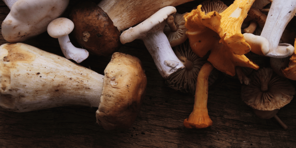 Mushrooms on a plate aplikacja Fitatu