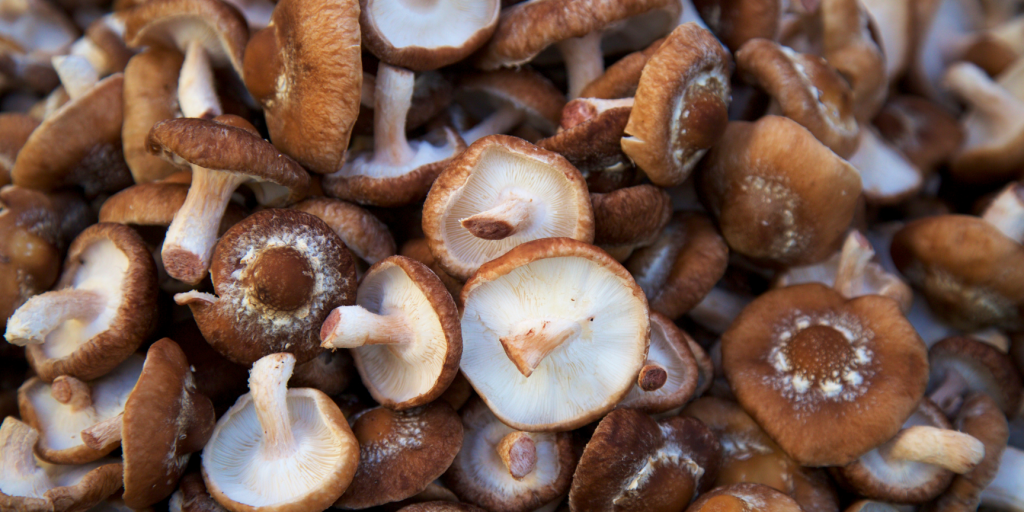 Blog grafiki (24) Mushrooms